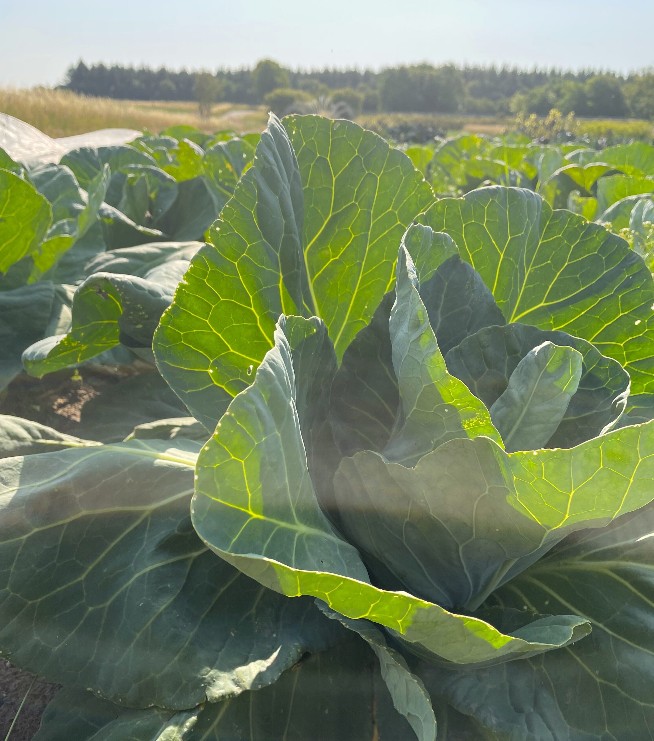 Planter med biofiber